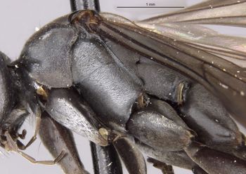 Media type: image;   Entomology 29322 Aspect: thorax lateral